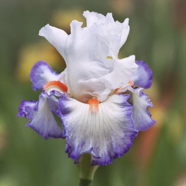 Starting Fresh Bearded Iris